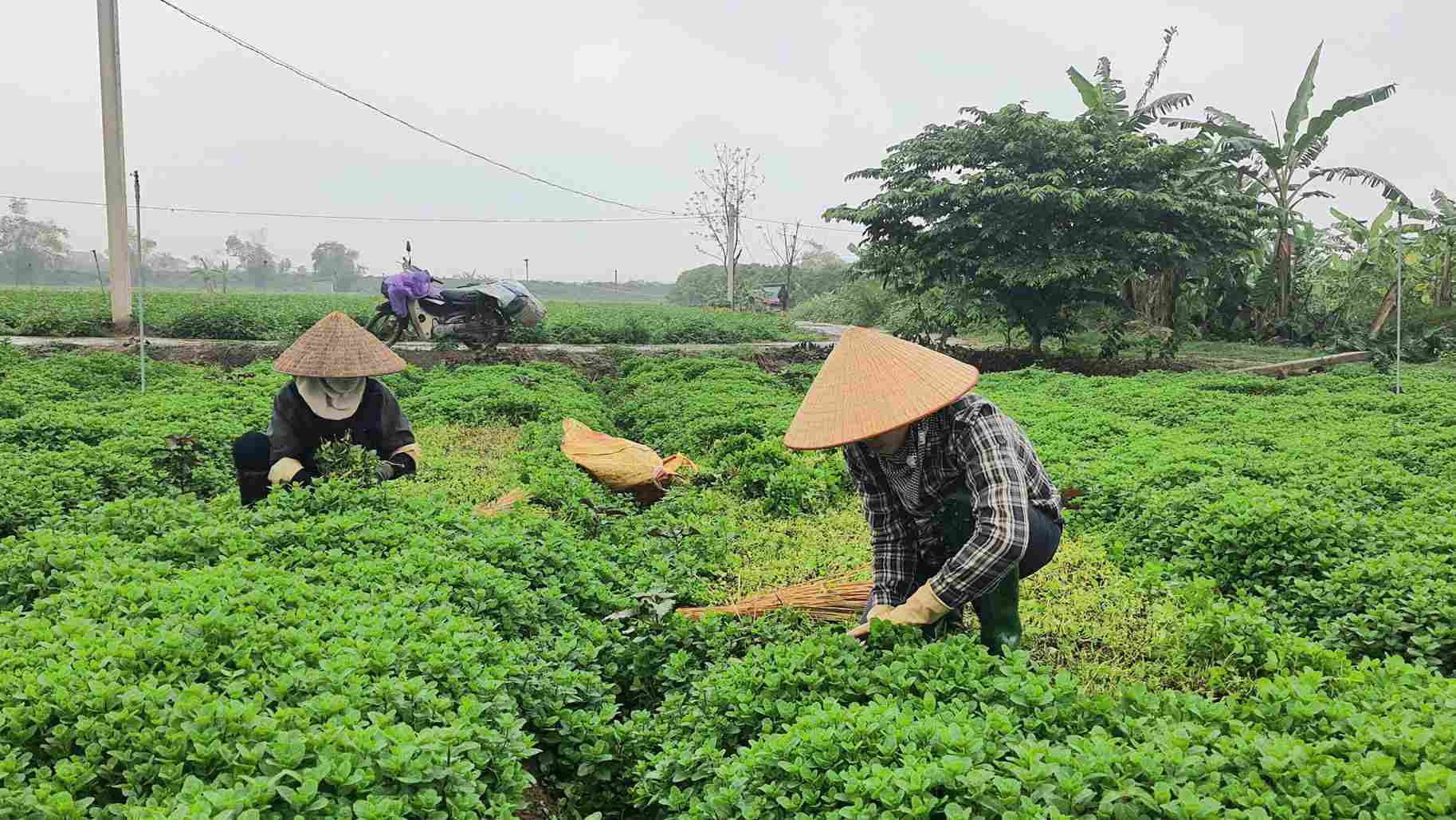 Thoi tiet mua, ret khien viec thu hoach rau cua nong dan gap nhieu kho khan. Anh: Cong Hoa