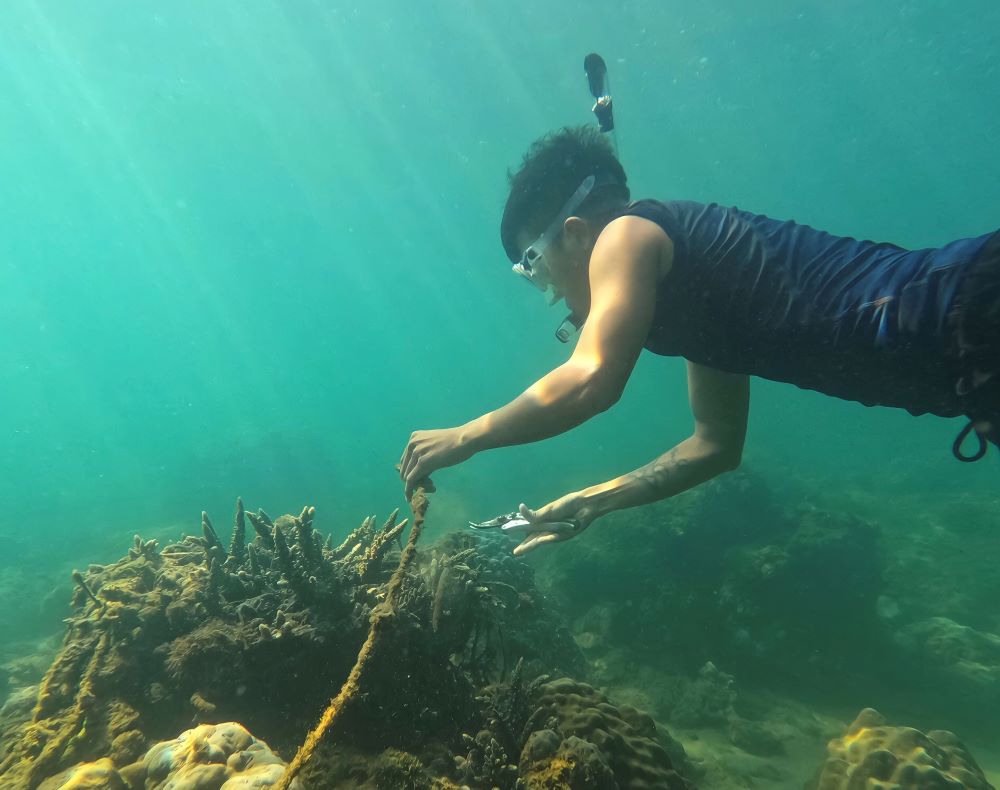 Sea diving lessons for Da Nang tourists. Photo: Trung Dao