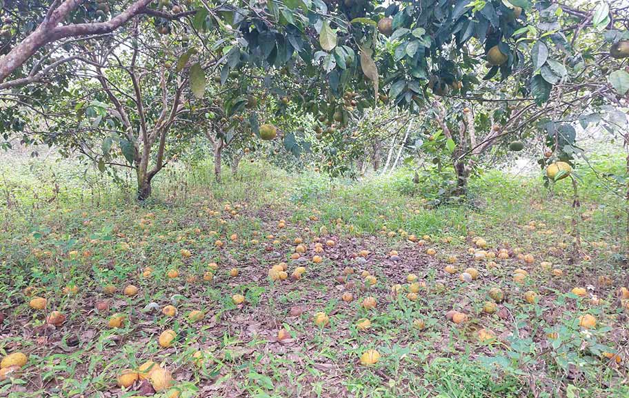 PQ tangerines in Minh Hop commune, Quy Hop district, Nghe An are full of gardens. Photo: Tran Net