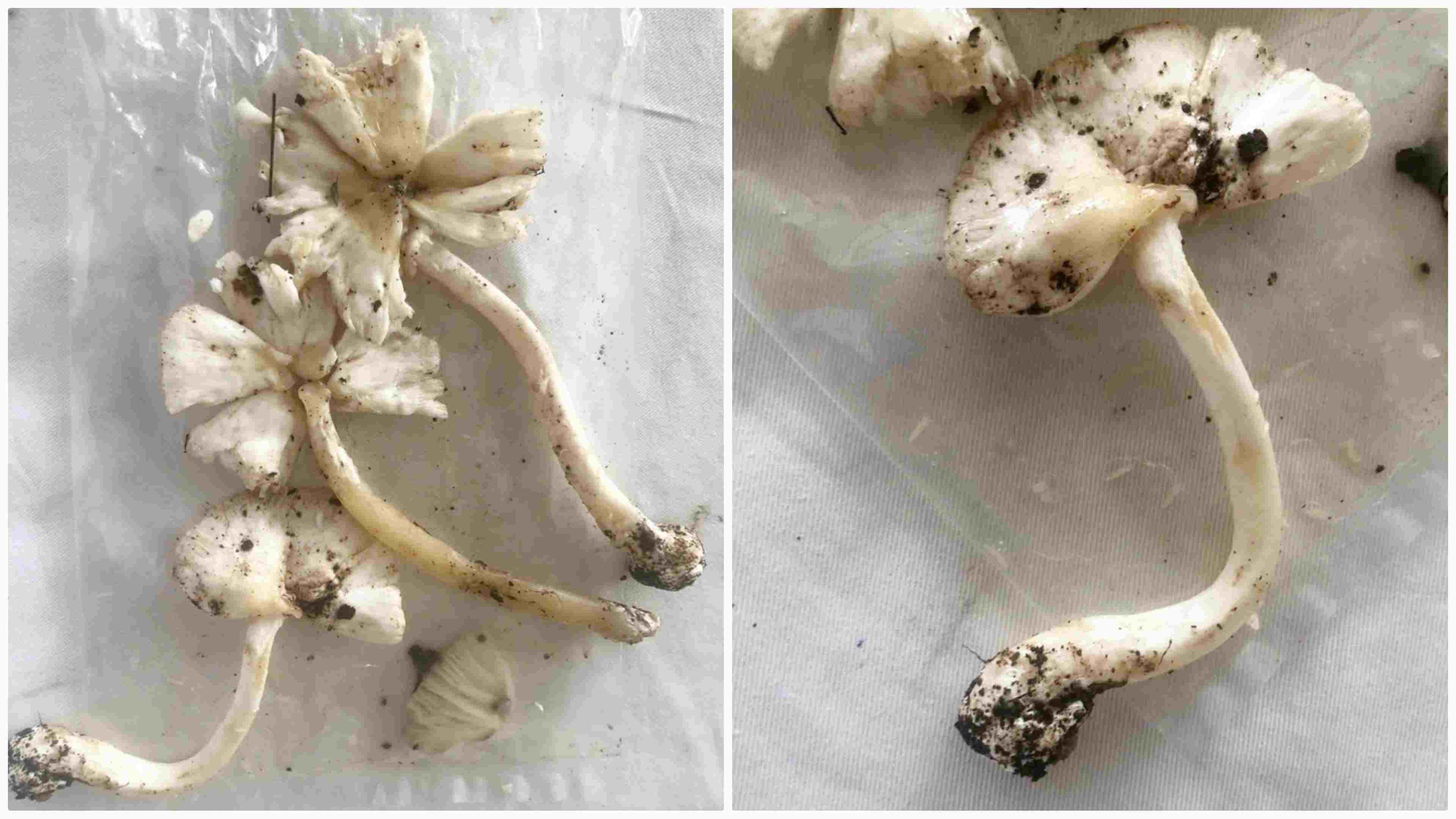 The mushroom picked by people was poisoned and given emergency care at Bach Mai Hospital. Photo: BVCC