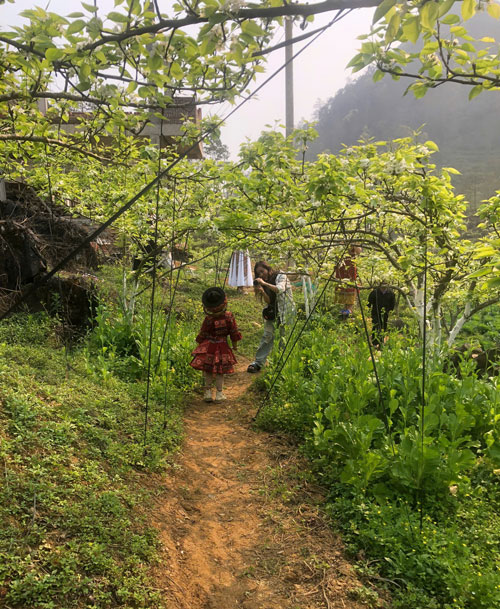 Cac du khach rat thich thu khi duoc ngam nhin cac bong hoa le trang tinh khoi khoe sac va chup anh cung nhung em be vung cao.