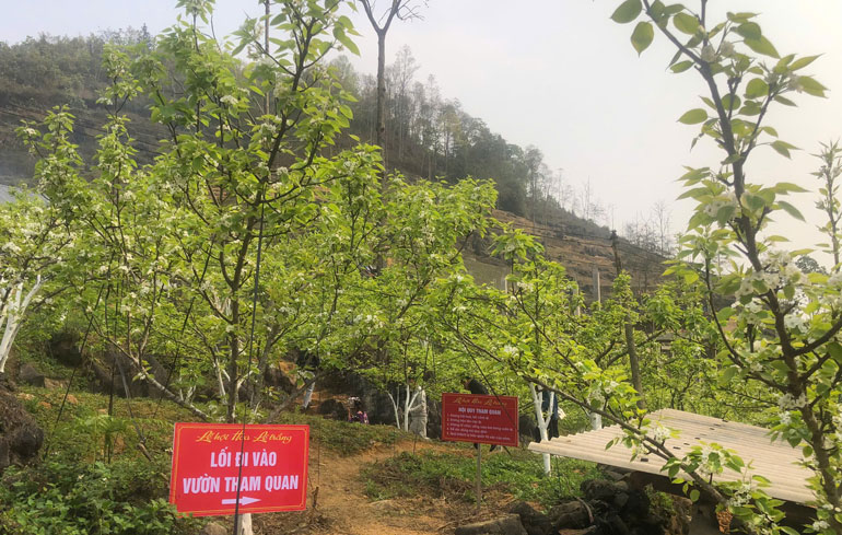 Xa Quan Ho Than co vung cay an qua on doi rong tren 300 ha, trong do co 160 ha le. Nhung nam qua, cay le, cay man mang lai thu nhap on dinh cho nguoi nong dan.  