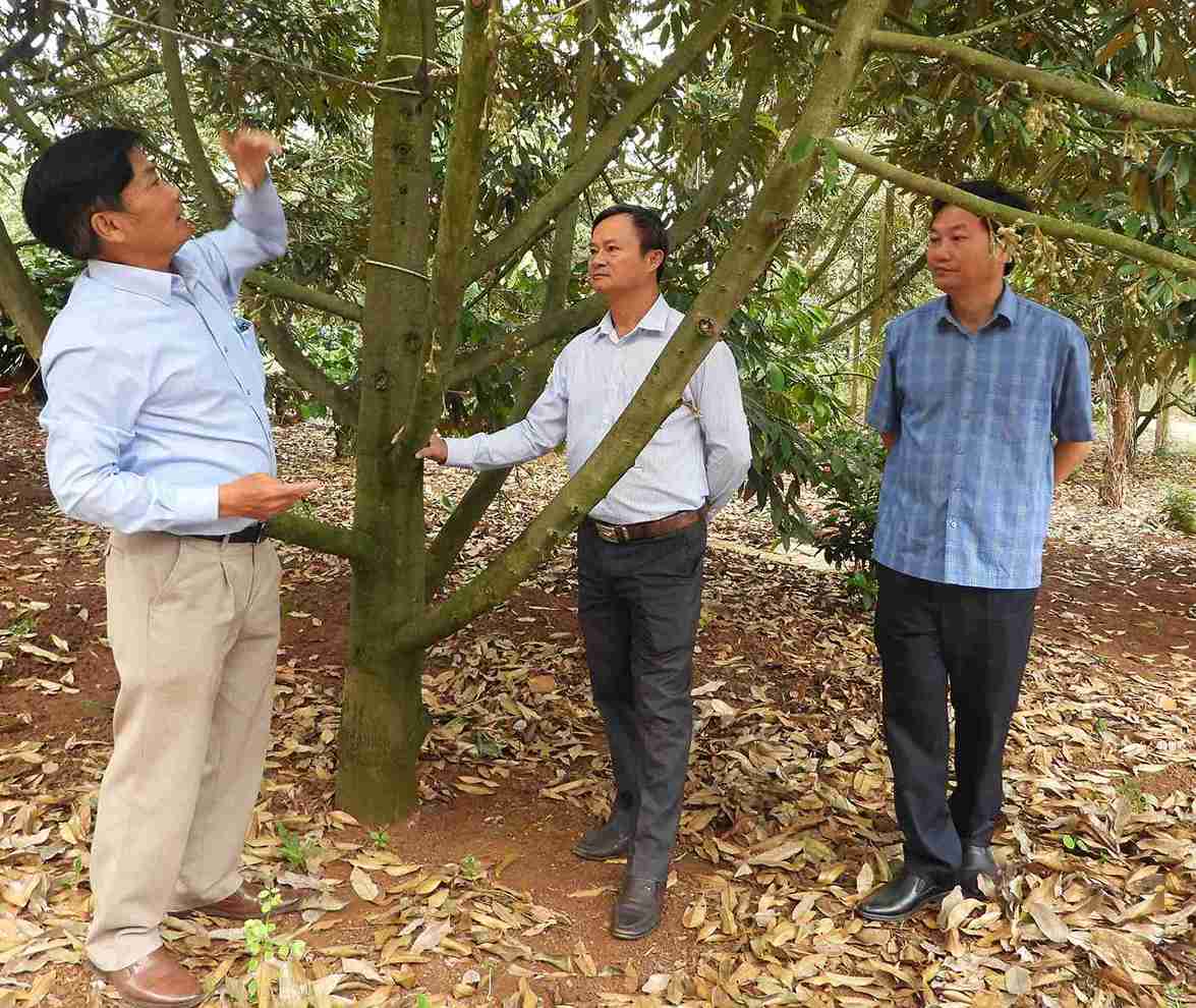 Leaders of the People's Committee of Dam Rong district, Lam Dong province visited a durian garden in Dak Lak province. Photo: Bao Trung