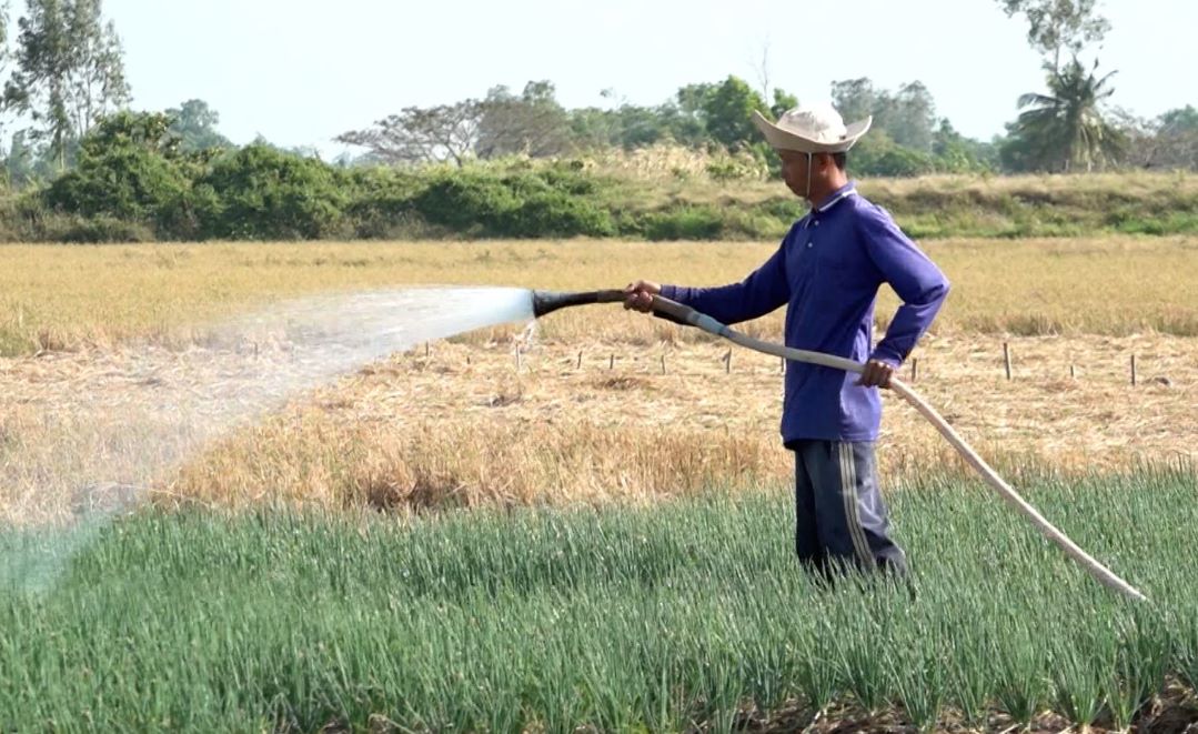 Soc Trang coastal farmers have stable income thanks to growing vegetables during the drought and salinity season