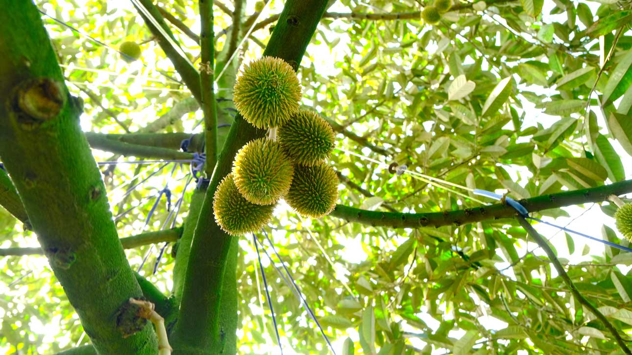 Du gia ca bien dong cung nhu thi truong Trung Quoc dang that chat cac tieu chi nhap khau nhung sau rieng van dang duoc nong dan trong moi. Anh: Han Nghien