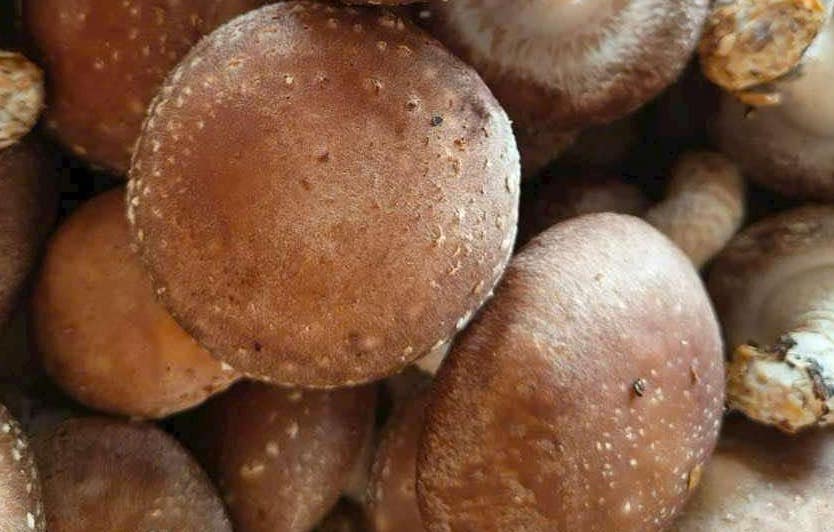 Mushrooms are one of the sources of vitamin D, but you need to choose the right type and use it properly. Photo: Kieu Vu