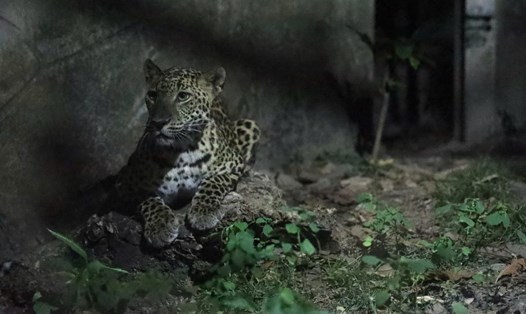 Trong tour "Khi màn đêm buông xuống", du khách có cơ hội quan sát và trải nghiệm cuộc sống động vật hoang dã về đêm. Ảnh: Thảo Cầm Viên Sài Gòn cung cấp