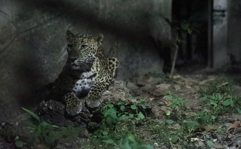 In the tour "When the night falls", visitors have the opportunity to observe and experience the wildlife life at night. Photo: Provided by Saigon Zoo