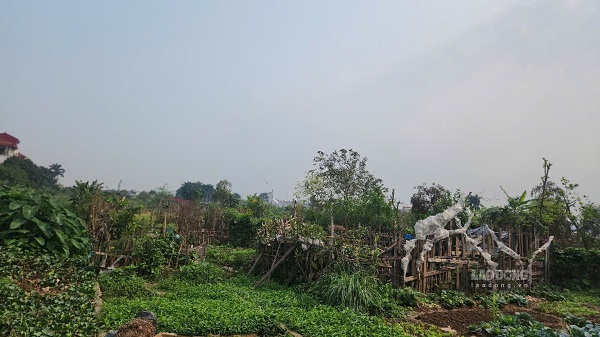 Co cay moc kin doan duong da duoc san gat. Anh: Minh Hanh 