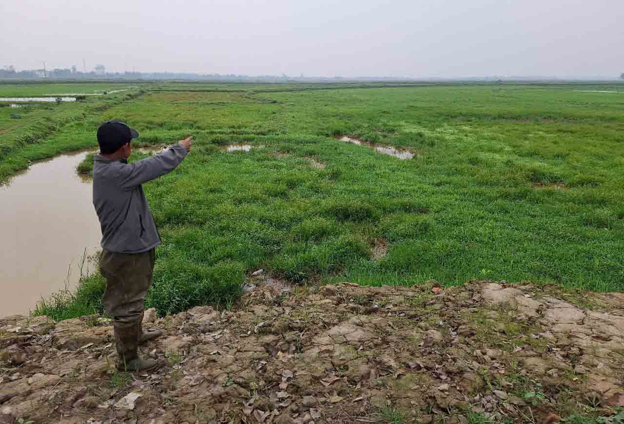 Mr. Quoc pointed out that the fields are the land of VSIP Ha Tinh that is abandoned and not yet defined, and felt sorry for the land. Photo: Tran Tuan.