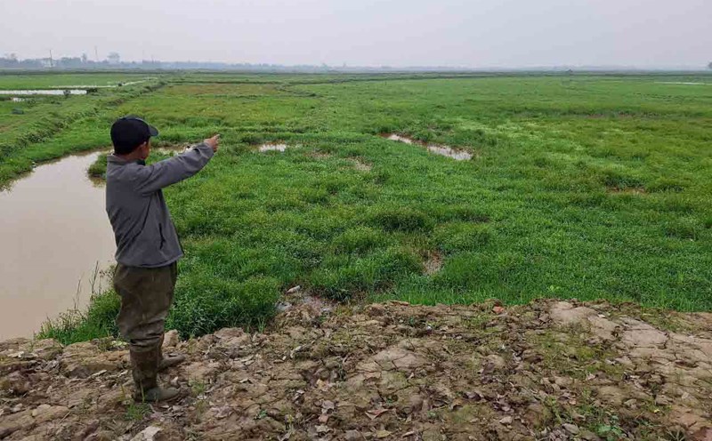 Mr. Quoc pointed out that the fields are the land of VSIP Ha Tinh that is abandoned and not yet defined, and felt sorry for the land. Photo: Tran Tuan.