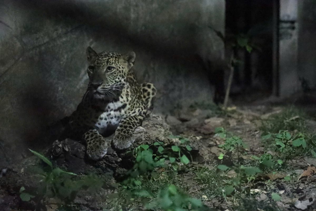 Los visitantes tienen la oportunidad de observar y experimentar la vida silvestre por la noche con la gira "cuando cae la noche". Foto: Saigon Zoo y Botanical Garden.