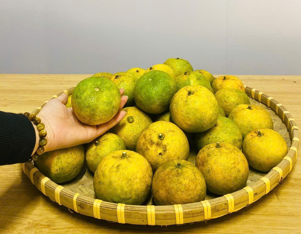 Sản phẩm quýt PQ từ huyện miền núi Quỳ Hợp, Nghệ An được bày bán tại TP Vinh. Ảnh: Quang Đại