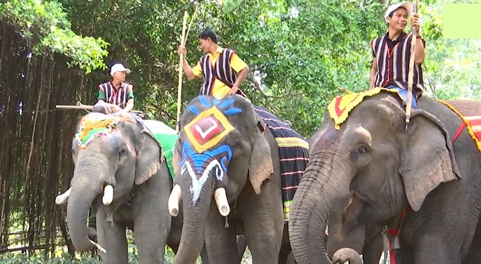 The image of the elephant herd is associated with the lives of the people of the Central Highlands. Photo: Bao Trung