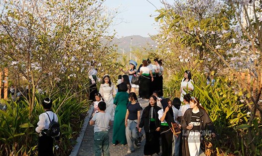 Người dân Điện Biên check-in mùa hoa ban tại Công viên nước hoa ban, TP Điện Biên Phủ. Ảnh: Quang Đạt.