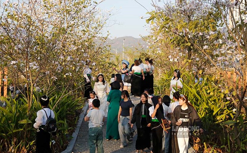 Dien Bien people check-in during the ban flower season at Ban Perfume Park, Dien Bien Phu City. Photo: Quang Dat.
