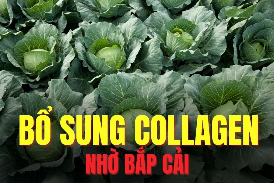 Cabbage helps supplement collagen effectively. Graphics: Tra My