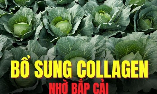 Bắp cải giúp bổ sung collagen hiệu quả. Đồ họa: Trà My