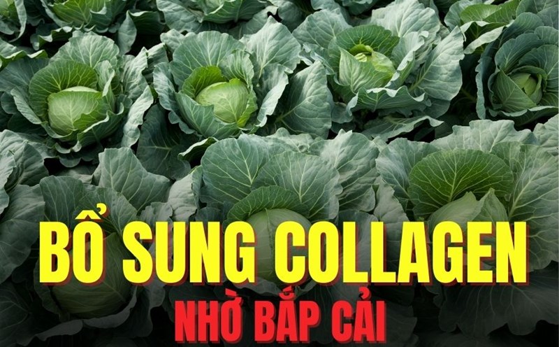 Cabbage helps supplement collagen effectively. Graphics: Tra My