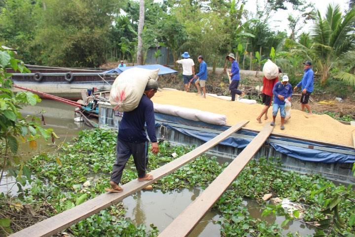 Low rice prices, farmers strive to reduce production costs