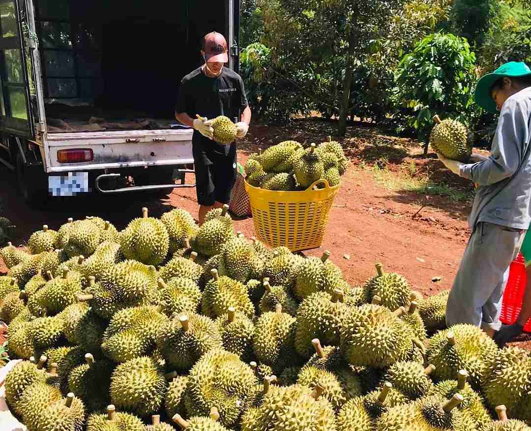 Durian continues to bring high economic value to farmers and businesses in Dak Lak. Photo: Bao Trung