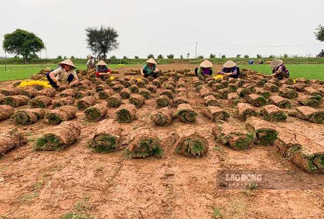 Người dân Nam Định được mùa cỏ khi giá tăng cao