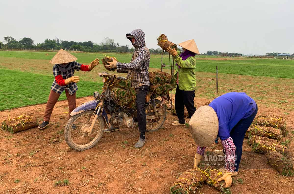 Nguoi dan thu hoach co theo cuon, 2 cuon co tuong duong voi 1m2. Anh: Ha Vi