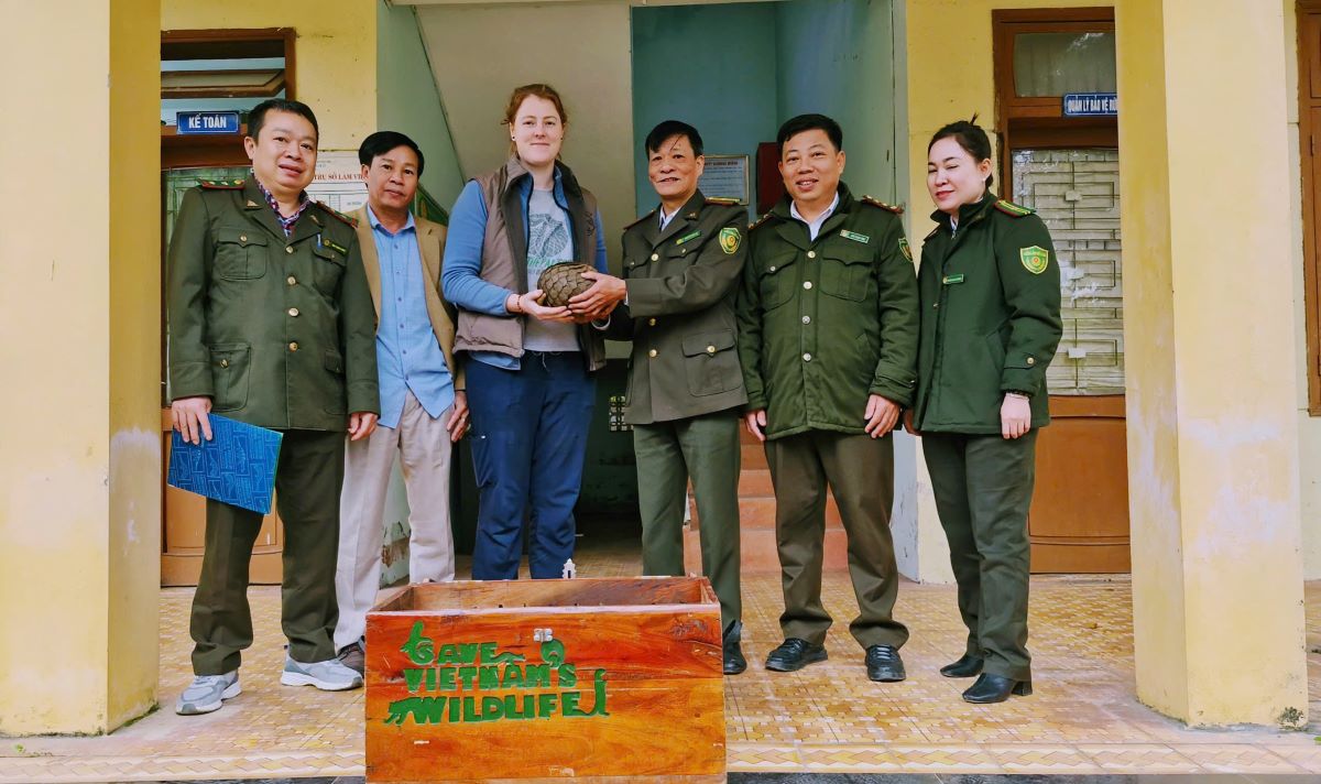 The pangolin was handed over for conservation. Photo: H.Nguyen