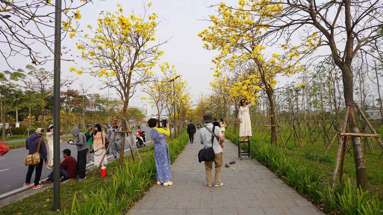 Chieu 20.3, tai duong Le Trong Tan (quan Ha Dong), hoa phong linh moc dai hai ben duong da bung no, tao nen khung canh ruc ro, tho mong. Nhieu chi em phu nu xung xinh vay ao, ru nhau tranh thu thoi tiet dep de den chup anh voi loai hoa nay.