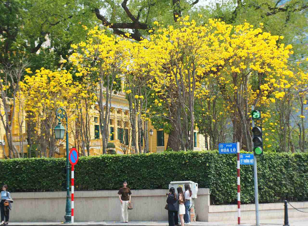 Ngoai duong Le Trong Tan, o cong vien Thong Nhat hay tren pho Ly Thuong Kiet (quan Hoan Kiem) cung dang co goc hoa phong linh bung no rat tho, thu hut nhieu ban tre va du khach toi chup anh.