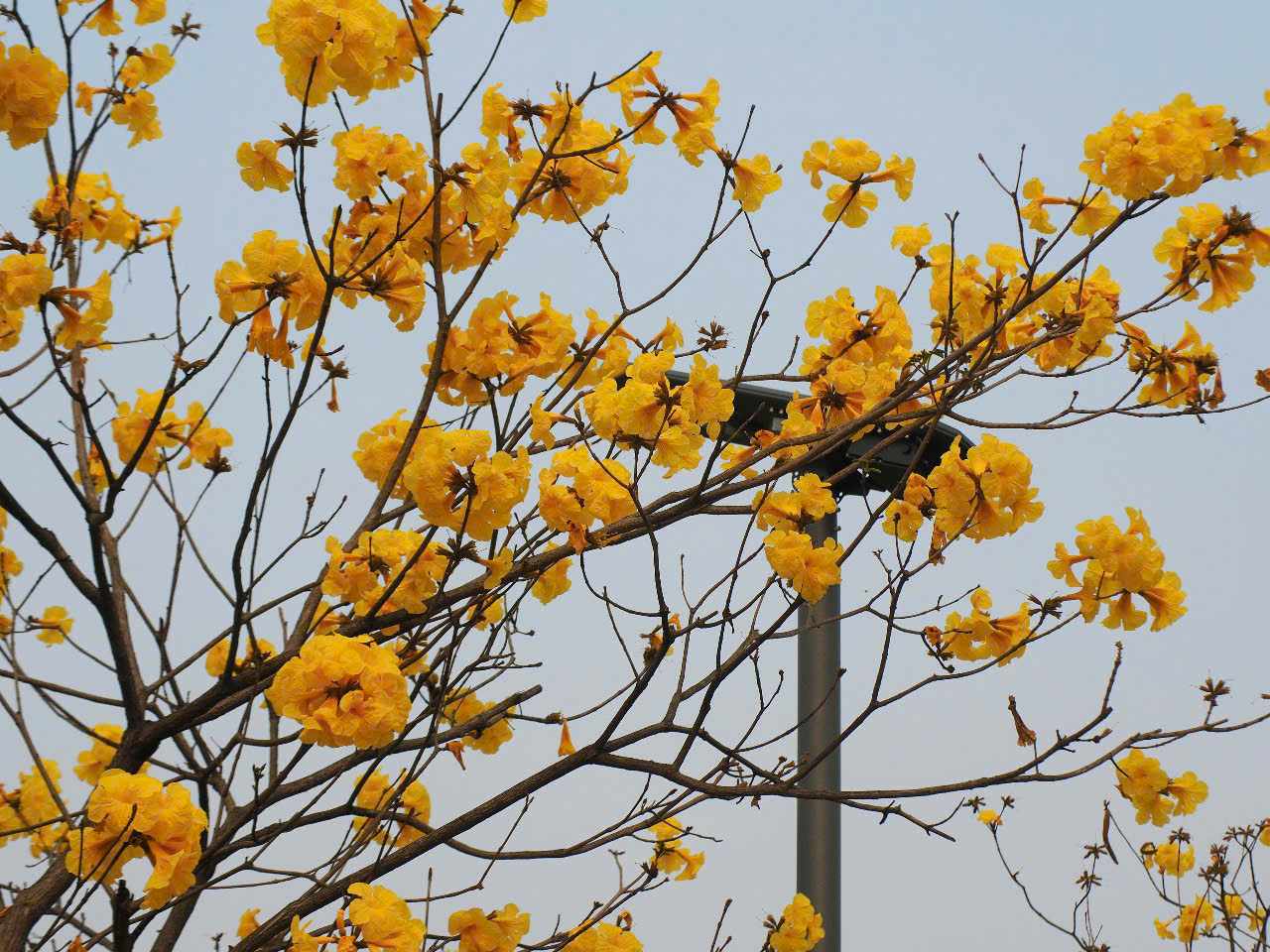 Cang vao nhung ngay co nang, hoa phong linh cang pho mau dep. Chum hoa nhu nhung chiec chuong be xinh, rung rinh trong gio xuan duoi bau troi trong xanh.
