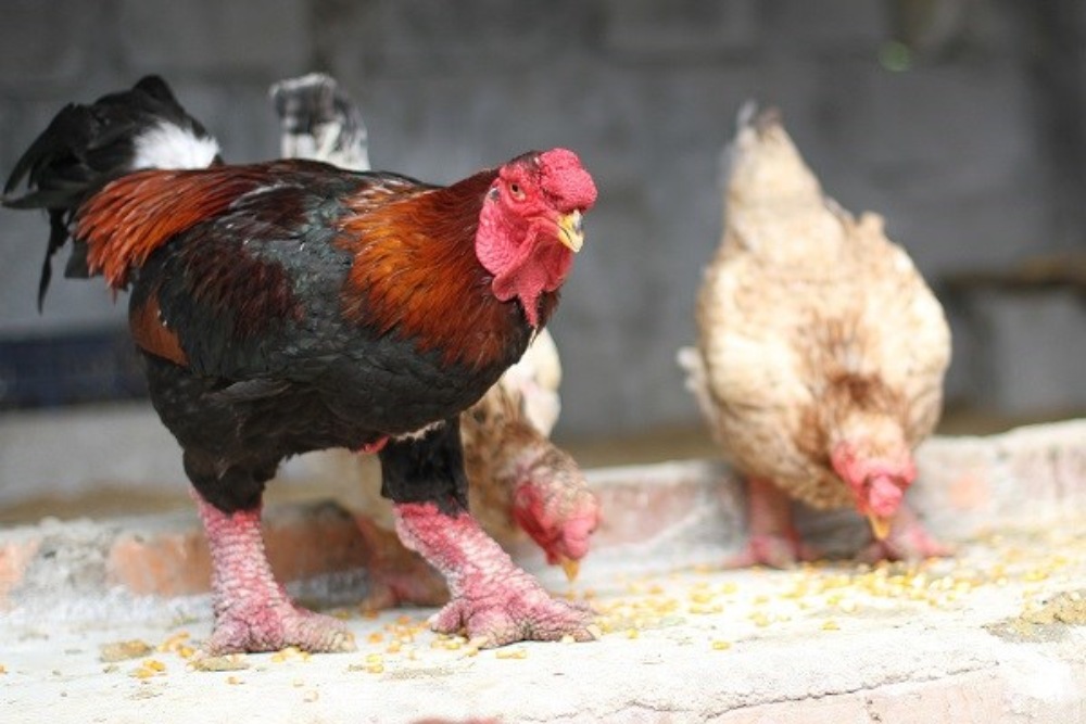 Dong Tao chicken is one of the famous agricultural products of Hung Yen province. Photo: Dang Chung