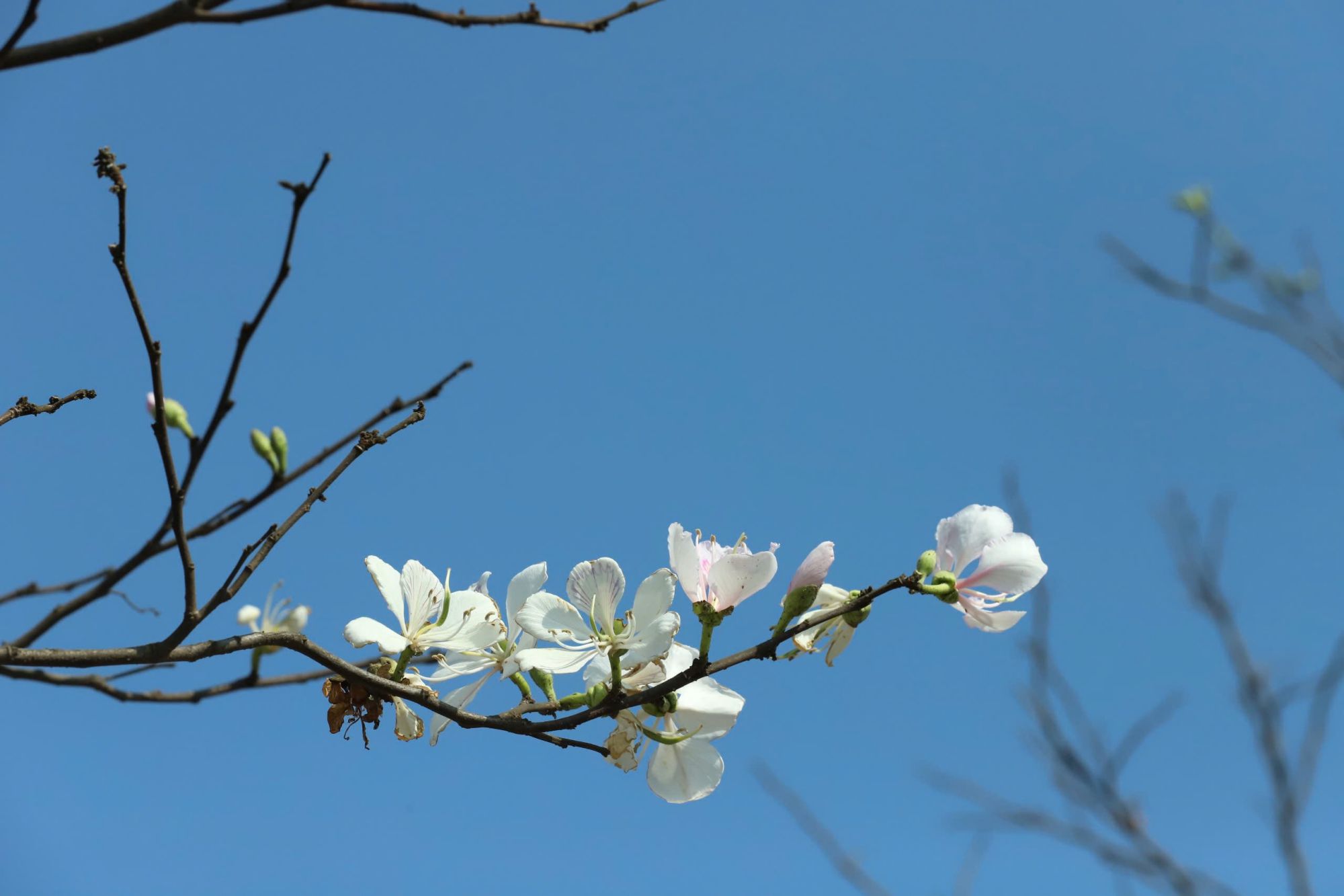 Close-up of the ban flower petals. Photo: Tran Long