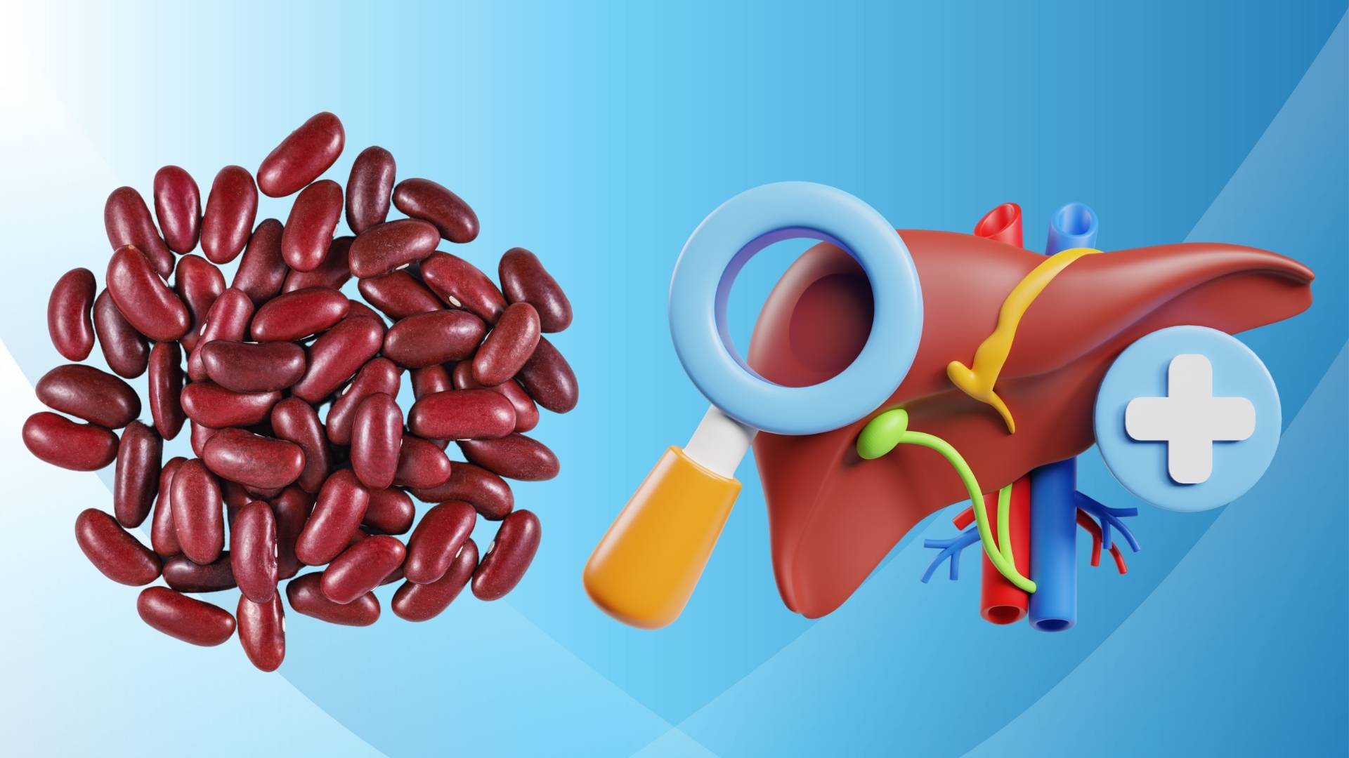 Los frijoles familiares ayudan a purificar y desintoxicar el gran riñon