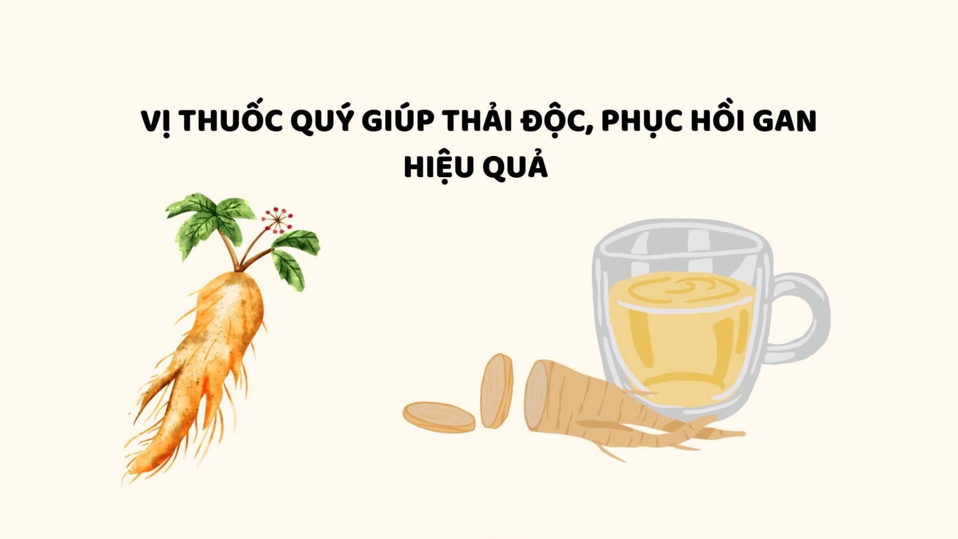 The precious medicine helps detoxify and restore the liver effectively. Graphics: legend