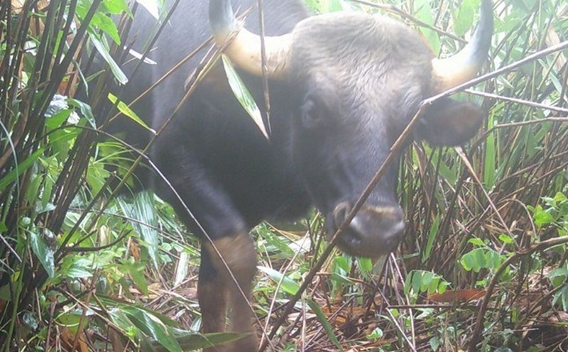 The camera trap shows the goose and precious animals at risk of extinction eating in the garden. Photo: Thanh Tuan