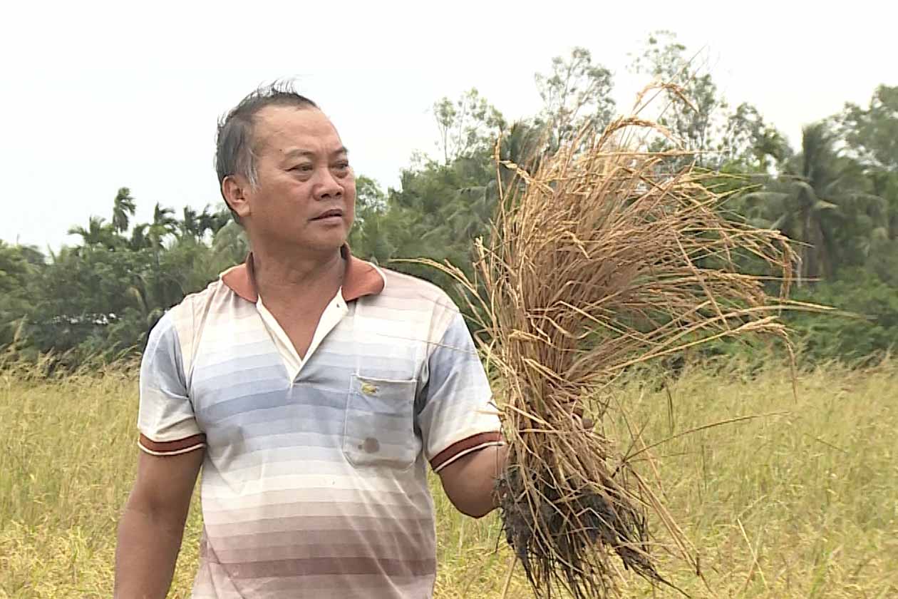 Initial information on the dead rice crop next to the Can Tho - Ca Mau expressway