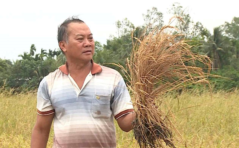 Initial information on the dead rice crop next to the Can Tho - Ca Mau expressway