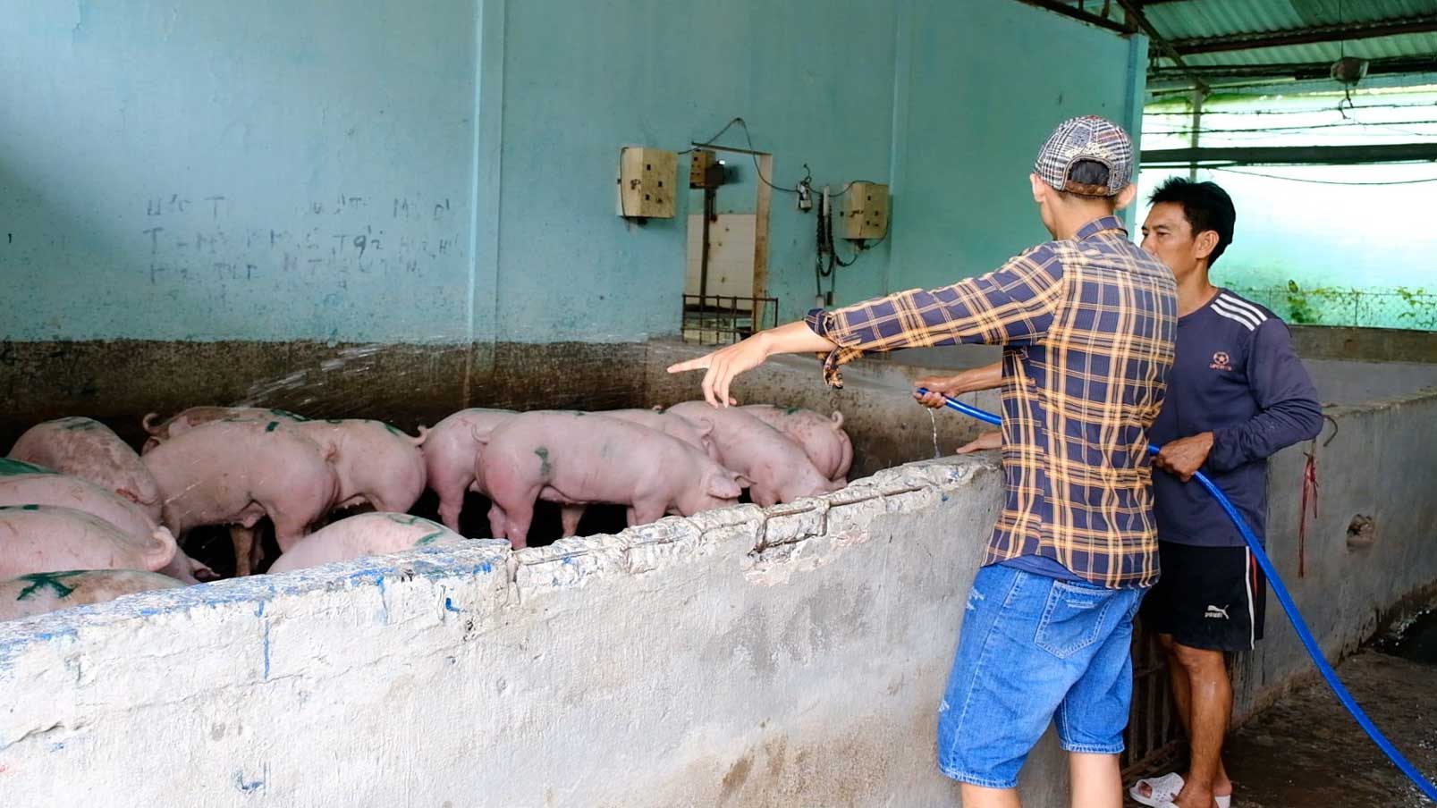 The price of live pigs has now stagnated but is still at a high level.