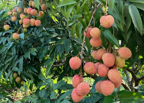 Thanh Ha fabric (Hai Duong province) is known to many people inside and outside the province. Photo: Mai Huong