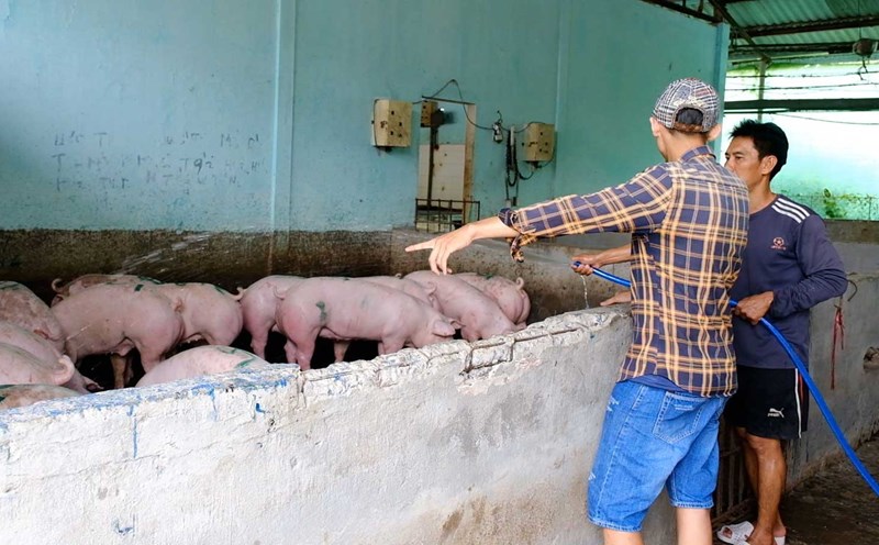 El precio de Live Hog es alto, los comerciantes tambien son dificiles. Foto: mi ly