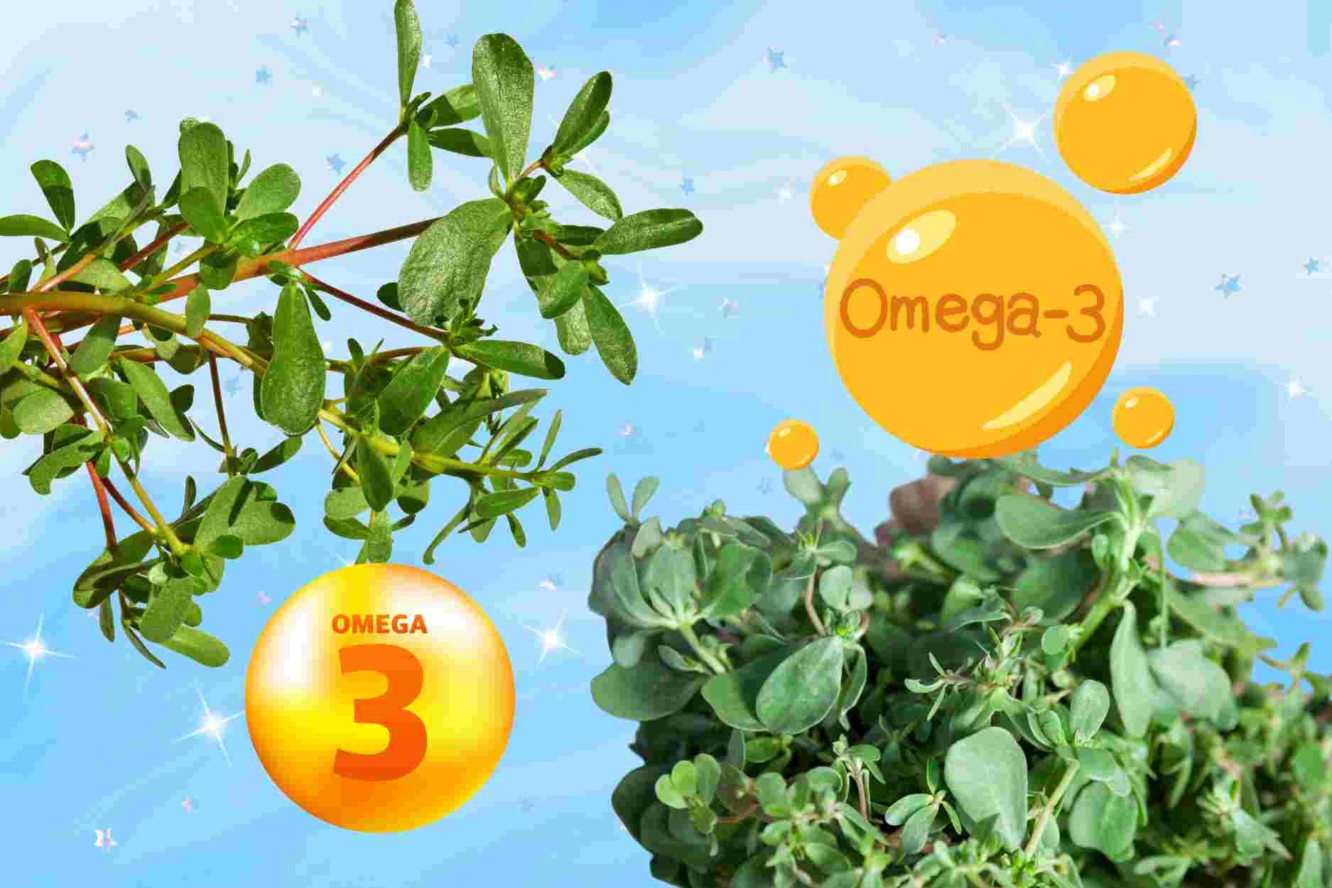 A vegetable rich in omega-3 is considered a long-lasting drug