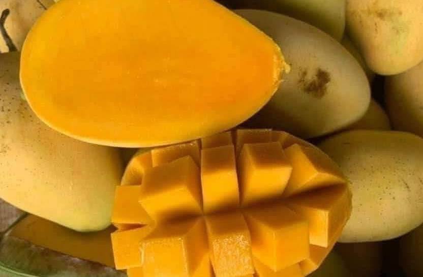 Mango is said to have a weight loss effect. Photo: Kieu Vu
