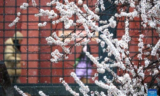 Tuyết rơi ở Bắc Kinh vào giữa tháng 3.2025 khi nhiệt độ giảm đáng kể. Ảnh: Xinhua