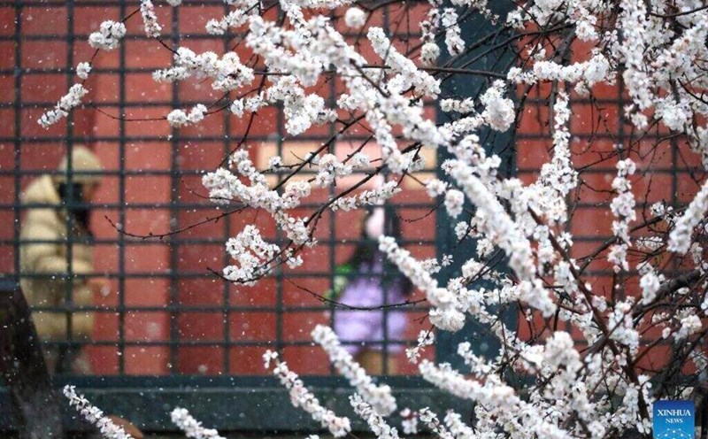 snow fell in Beijing in mid-March 2025 as temperatures dropped significantly. Photo: Xinhua
