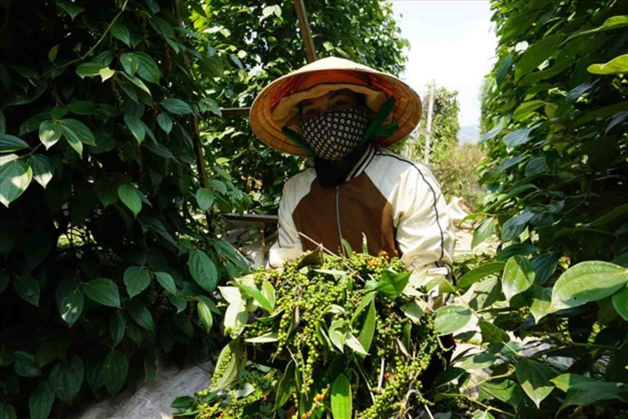 People harvest pepper in Dak Doa, Gia Lai. Photo: Thanh Tuan