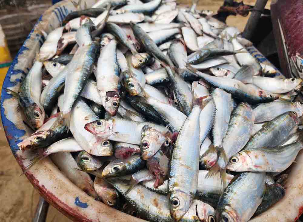 Can canh mo ca trich tuoi roi. Anh: Tran Tuan.