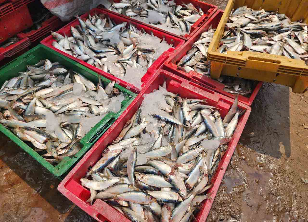 Nhung khay ca duoc uop da ngay tren bo de dam bao tuoi duoc lau. Anh: Tran Tuan.