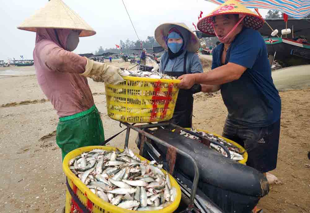 Tieu thuong ra tan bai bien thu mua ca trich de ve ban kiem loi. Anh: Tran Tuan.