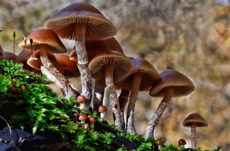 The long-term autumnidentidentident fungus (Galerina marginata) is one of the most venomous fungi. Photo: Betterhealth